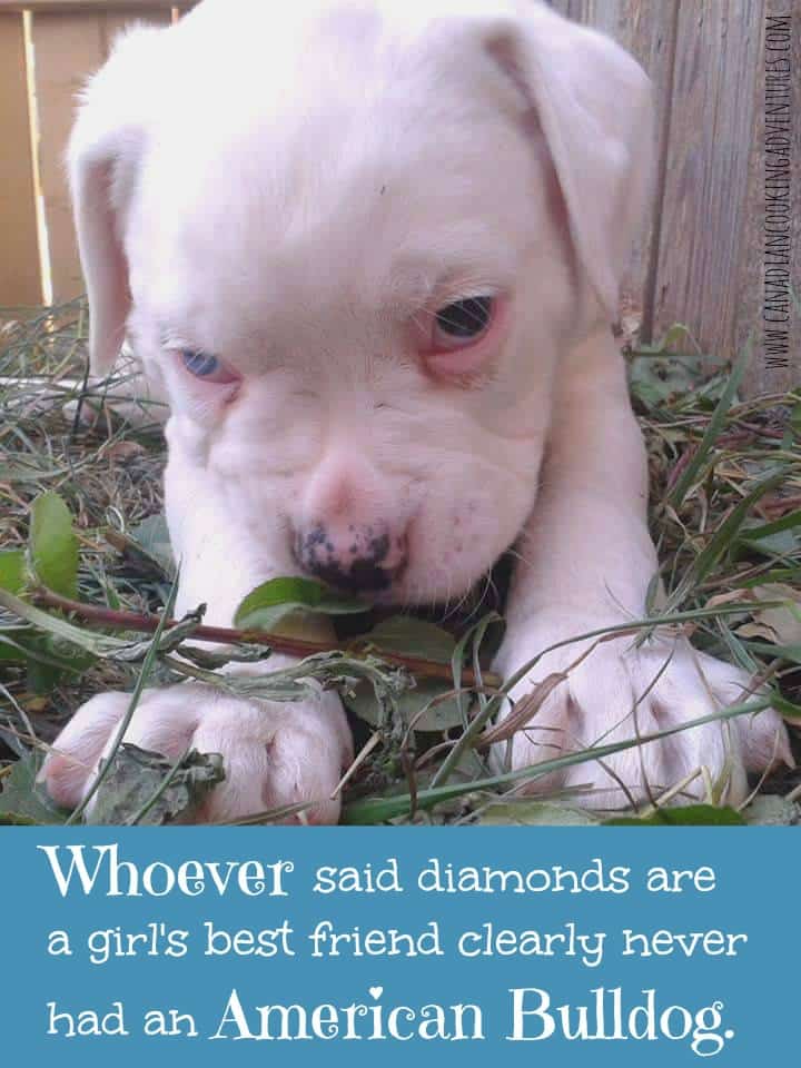 bulldog, bulldogs, diamonds, dog, quote, dogs, animals, quotes, quotes, fetch, life, traveled, travel, adventure, camping