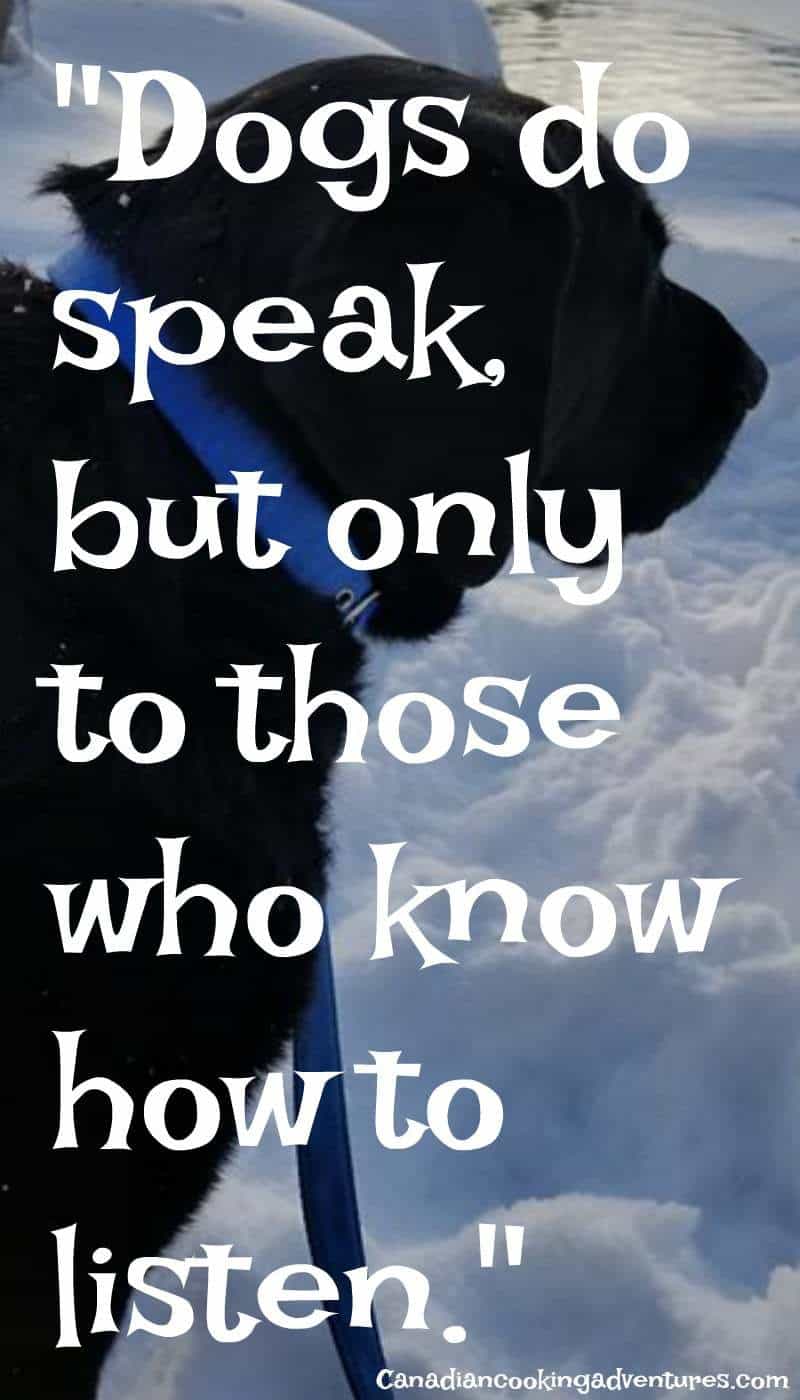 dogs do speak but only to those who know how to listen