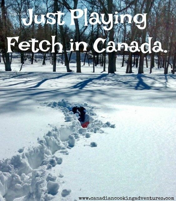 Just playing fetch in Canada! Feel free to share #ohcanada #Canada #Canadian #quotes #quote #fetch #ball #meanwhileincanada #quoteoftheday #dogs #dog #silly #snow #winter #winterdog #winterphotography