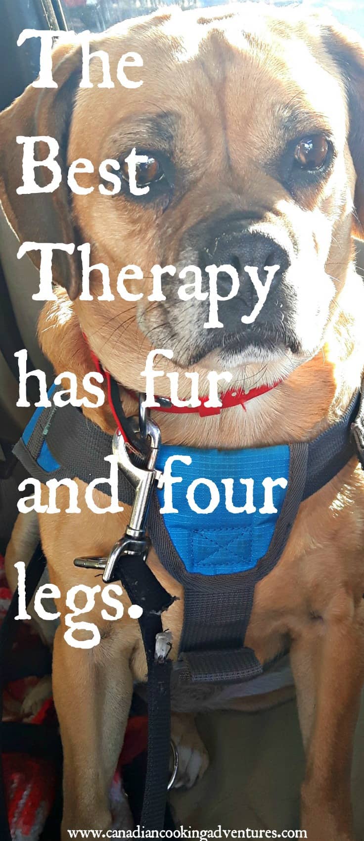 the best therapy has fur and four legs