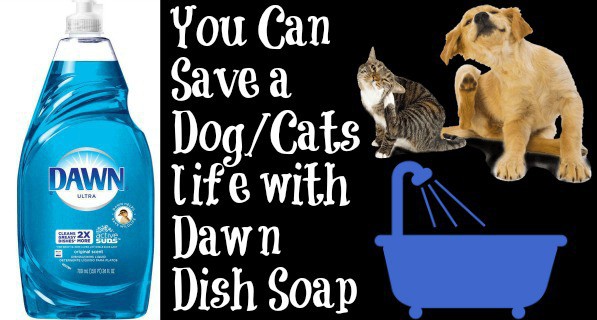 can you use dawn soap on a dog