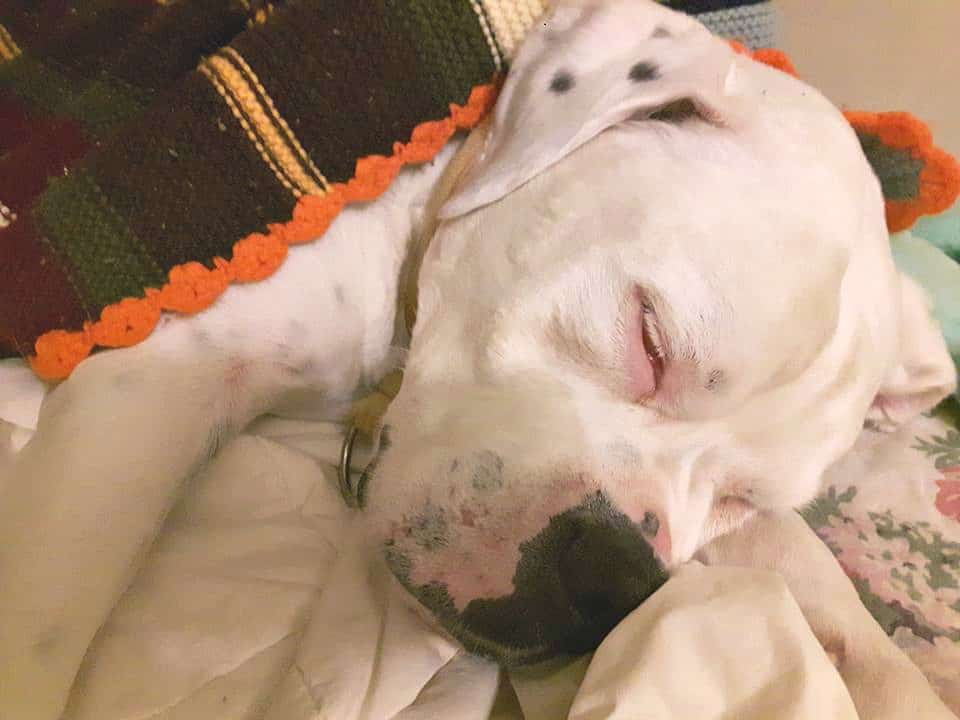 american bulldog sleeping