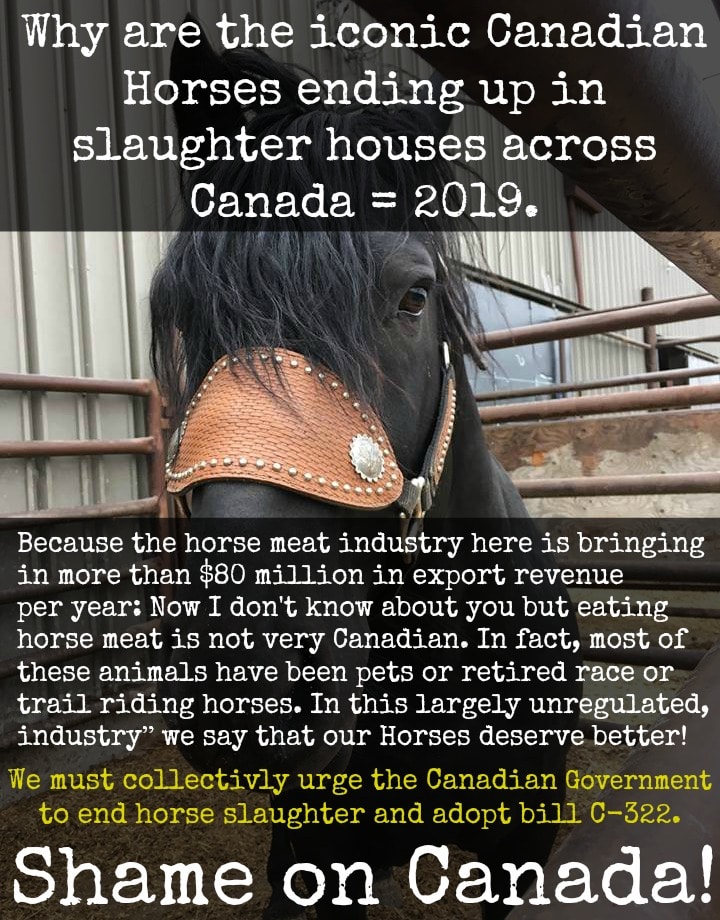help save the Canadian Horses